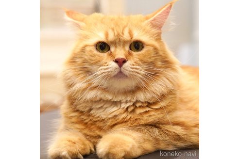 まるちゃん1枚目